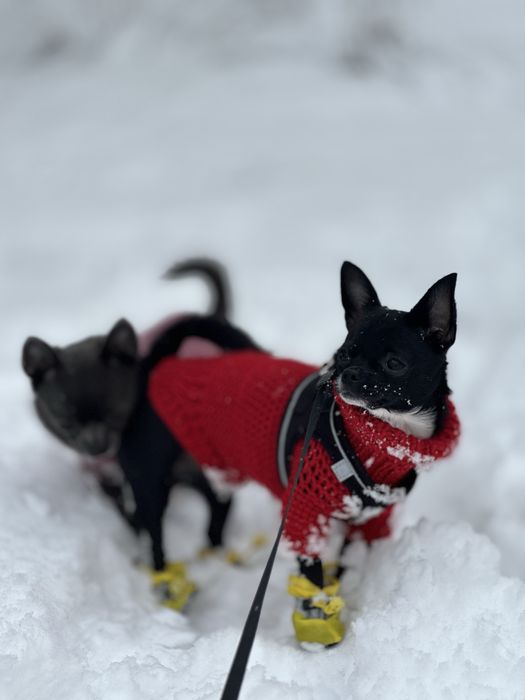 К продаже готовятся чистокровные МИНИ Чихуахуа