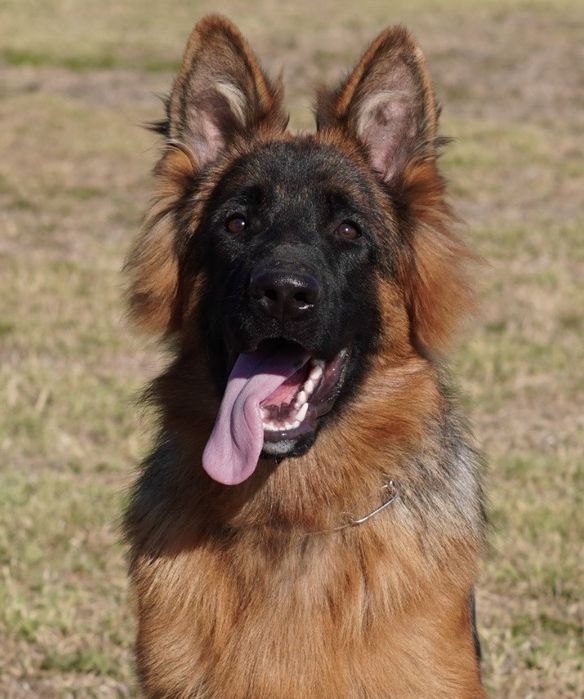 Mascul par lung cu pedigree top