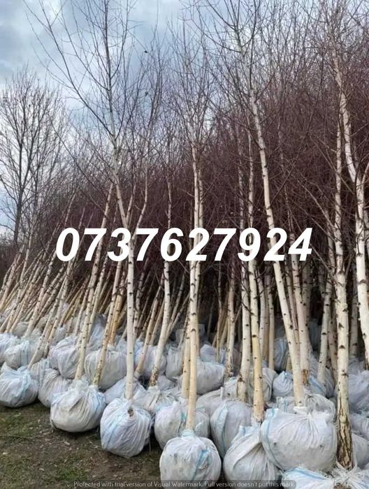 Foioase Calitate Extra | Tei, Platan | Livrare cu Verificare