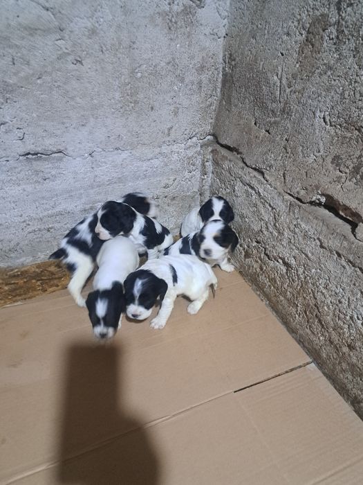 Продавам малки спрингерчета
