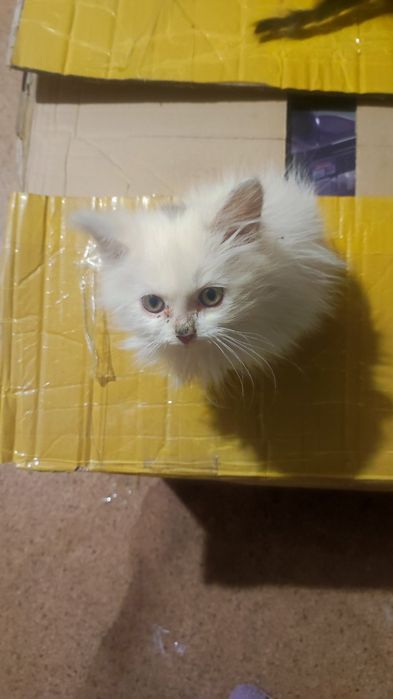 Продам котенка 1.5 месяца