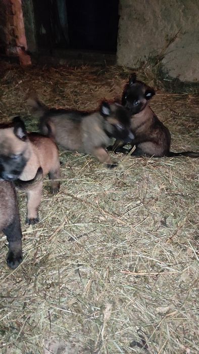 Donez pui Ciobanesc belgian malinois