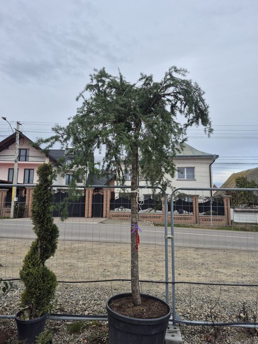 Cedru pendular dimensiune mare