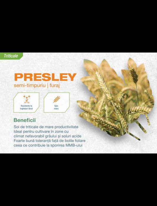 Seminte Triticale de Toamna Presley C1, 500 kg, Biocrop