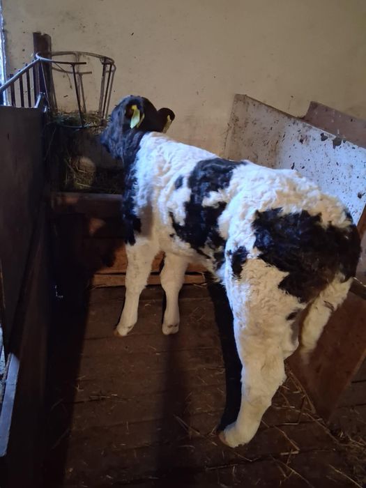 Vand vaca baltata romaneasca