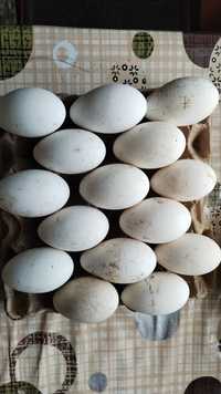 Продам инкубационные гусиные яйца, оплод 90-95 %, все яйца свежие!!!