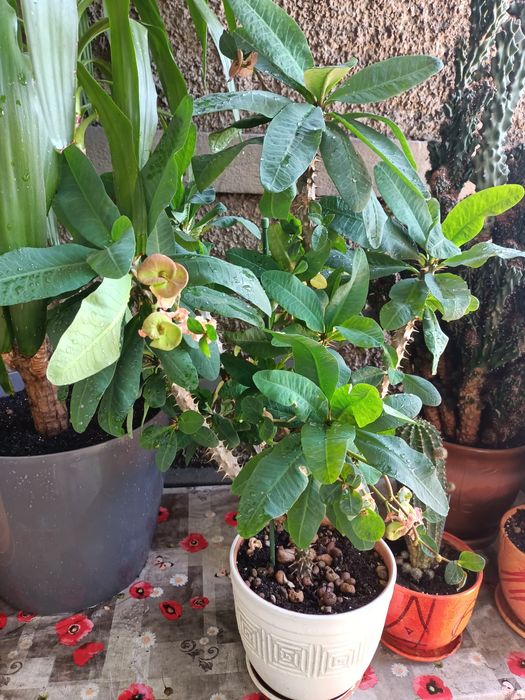 Продам комнатное растение Молочай Миля