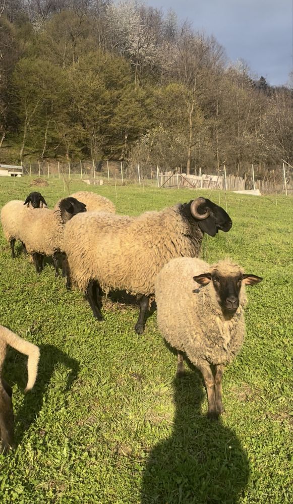 Vând 5 oi carabas si un berbeac carabas