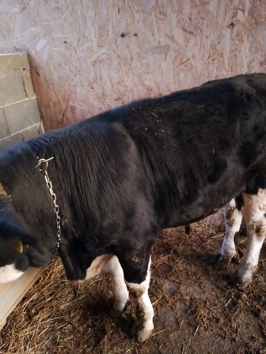 Vind viței virsta 10 luni