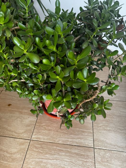 Copacul banilor( arborele de jad)