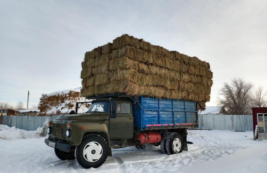 Продам сено тук  1 штук 1000тг шөп сатам түк 1 штук 1000