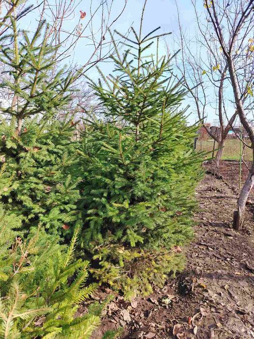 Коледни елхи от 1м до 2м