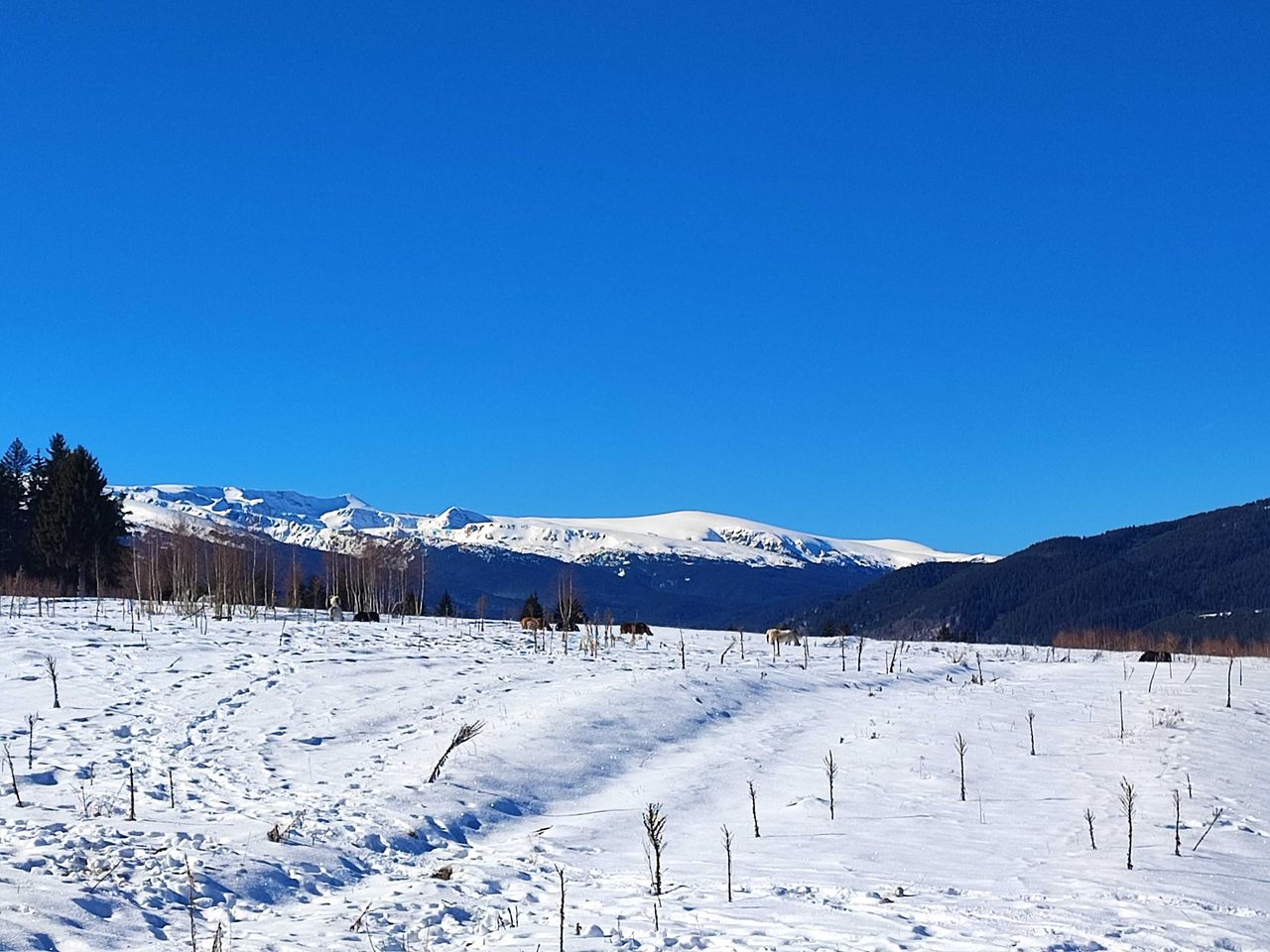 Продава се Земеделски имот в Самоков -  кв.м за 40000 €/дка - Снимка #10