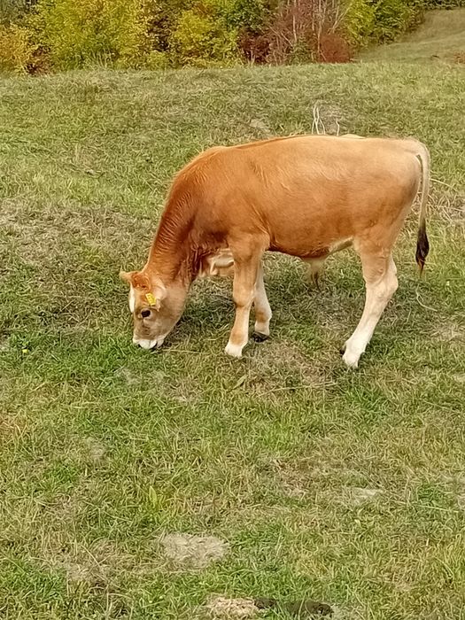 Vând viței crescuți ecologic
