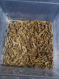 Mealworms hrana reptile