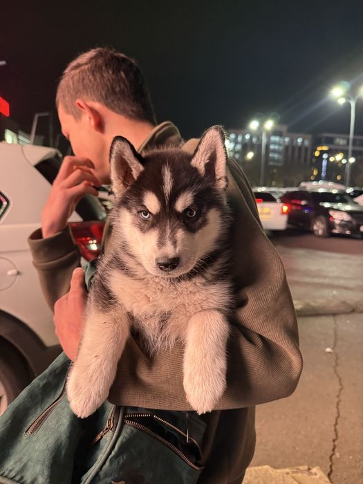 Хаски щенки больше 40 дней