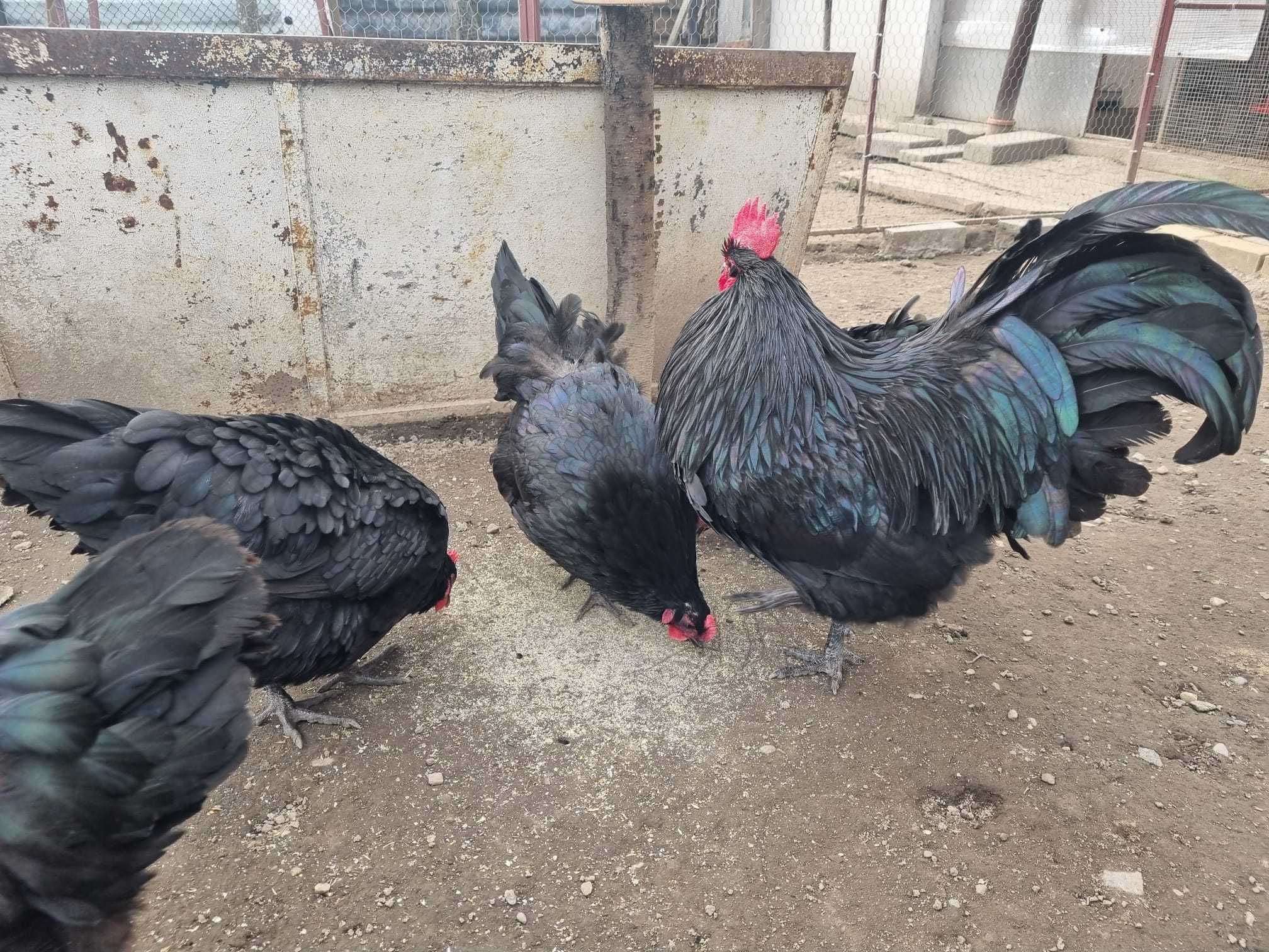 Vand Oua gaini australorp negru, wiandotte argintiu