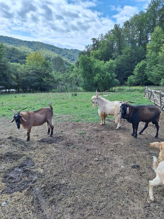 Țapi tineri de vânzare