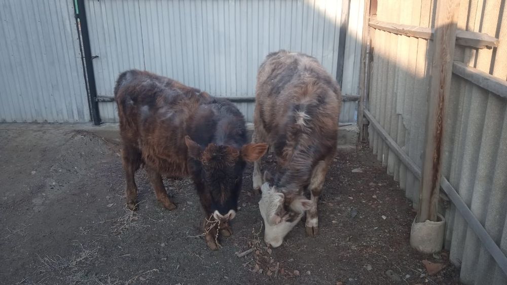 Продается телка и бык , еркек және ұрғашы тайынша сатылады