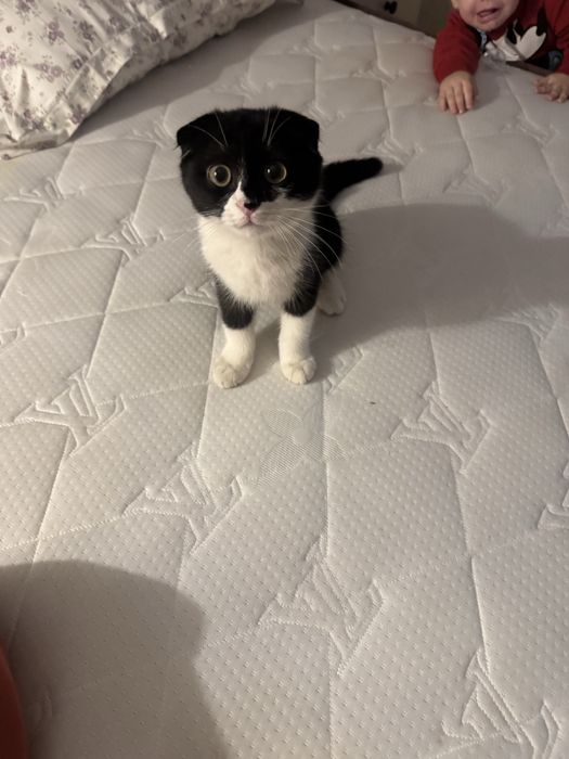 вислоухий малыш продается