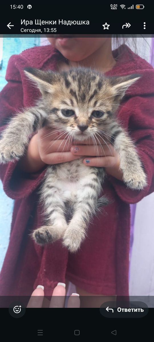 Котята ищут дом и любящих хозяев