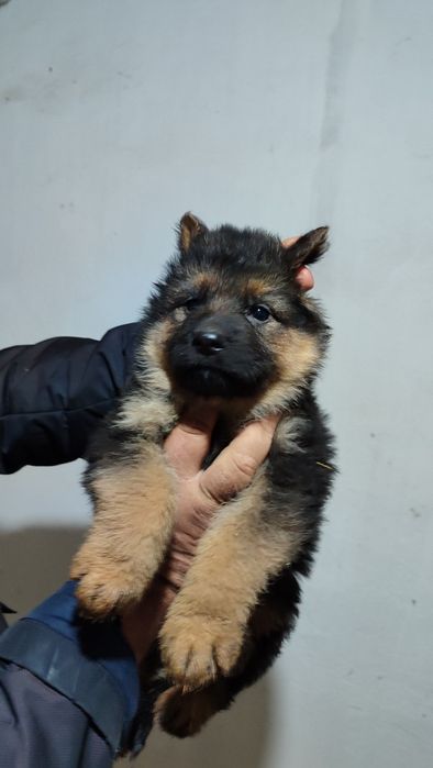 Продаются щенки немецкой овчарки