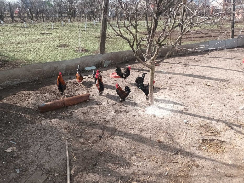 Cocosi pitici 2024 si 2025!