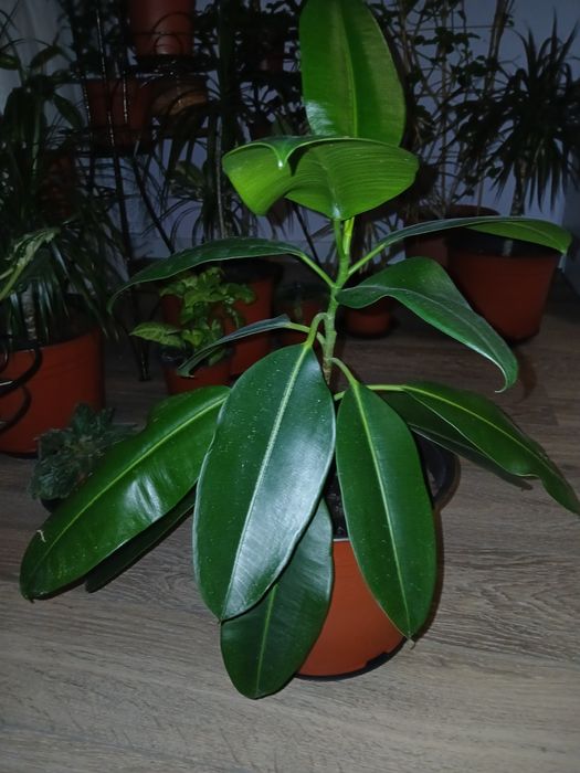 Продам фикус,комнатное растение