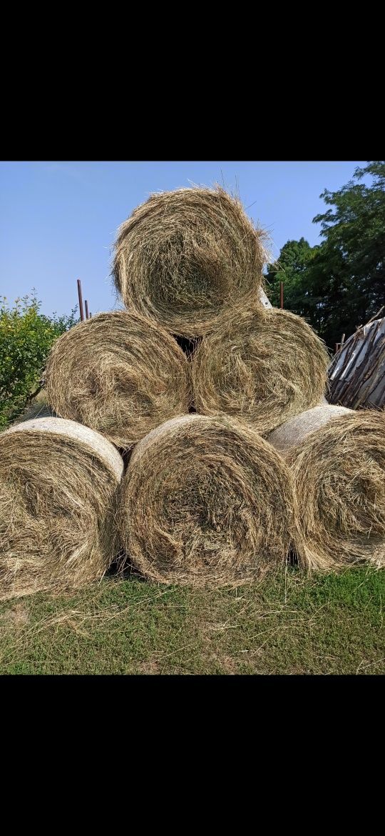 Baloți rotunzi de fân cu lucernă