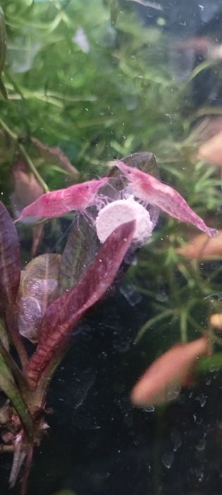 Креветка Красная вишня