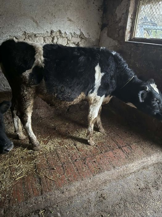 Телета за продан