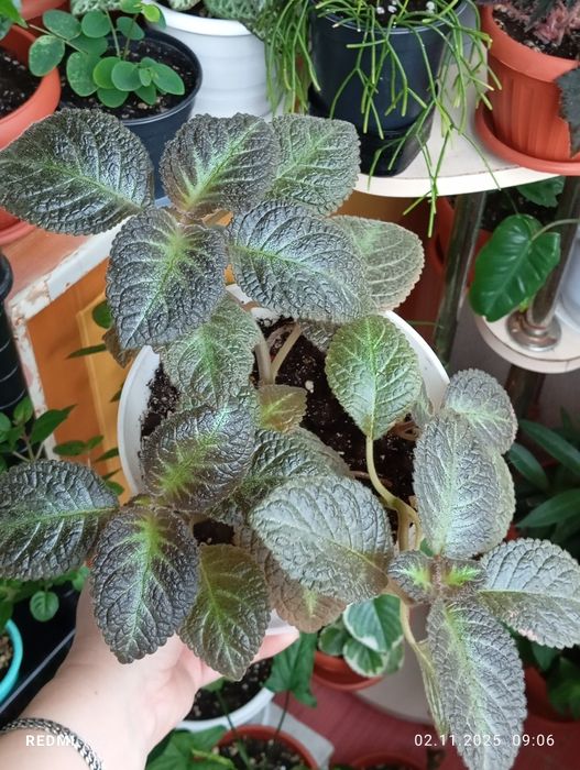 Продам цветы комнатные