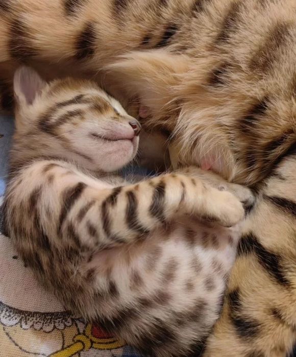 Бенгальские котята