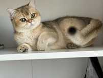 British shorthair golden shaded, FETITA superba !! FELISA AUTORIZATA !