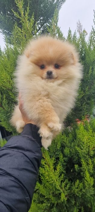 Померан померанче