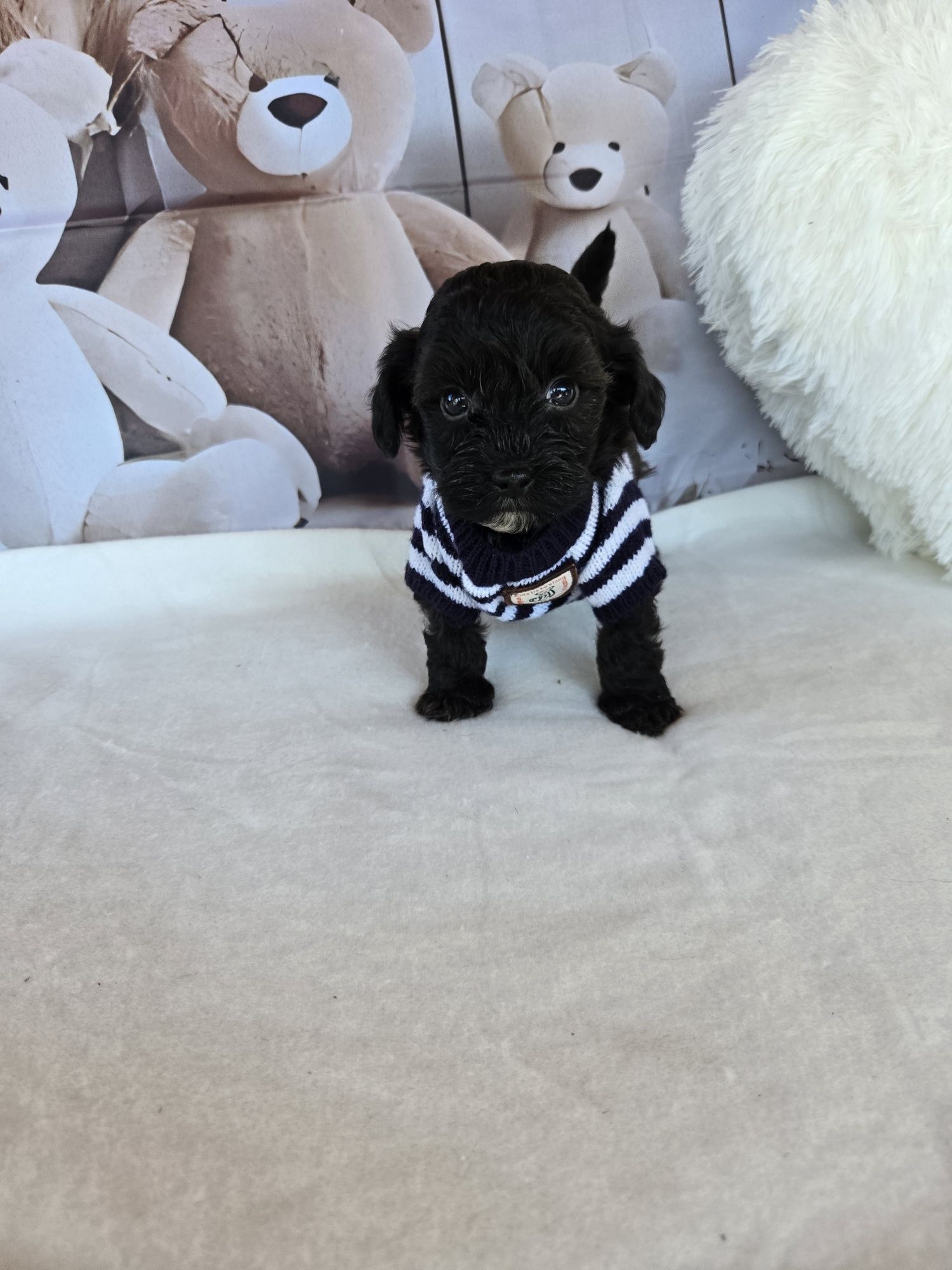 Пудел той Poodle toy Малтипу Maltipoo