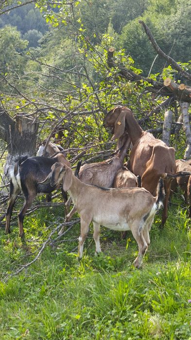Vând turmă de capre anglonubiene