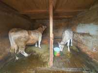 Vaca cu vitica de vanzare
