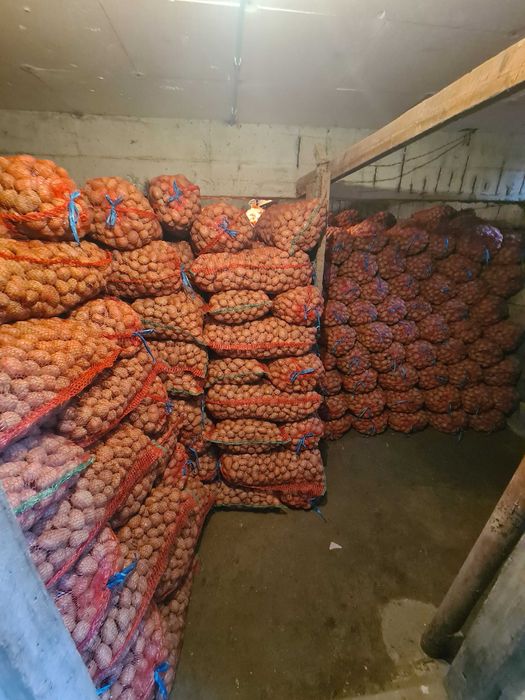 Cartofi de samante alb si rosu