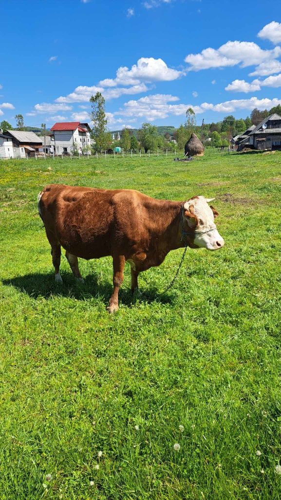 Vând vaca de 7 ani gestanta în 8 luni