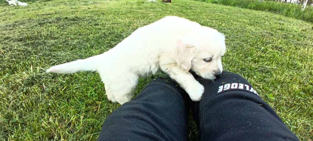 Băiețel Golden Retriever cu Pedigree