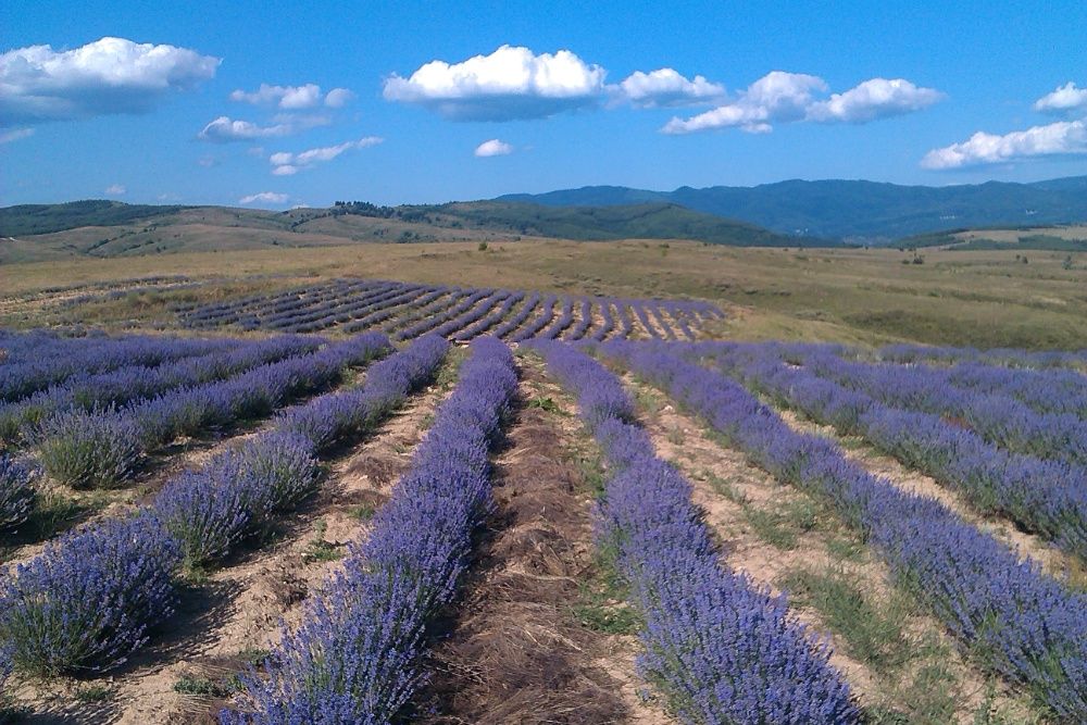 БИО Лавандулово масло