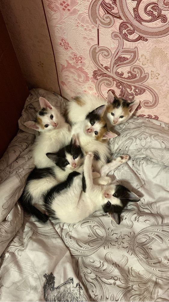 Марғаулар, котята