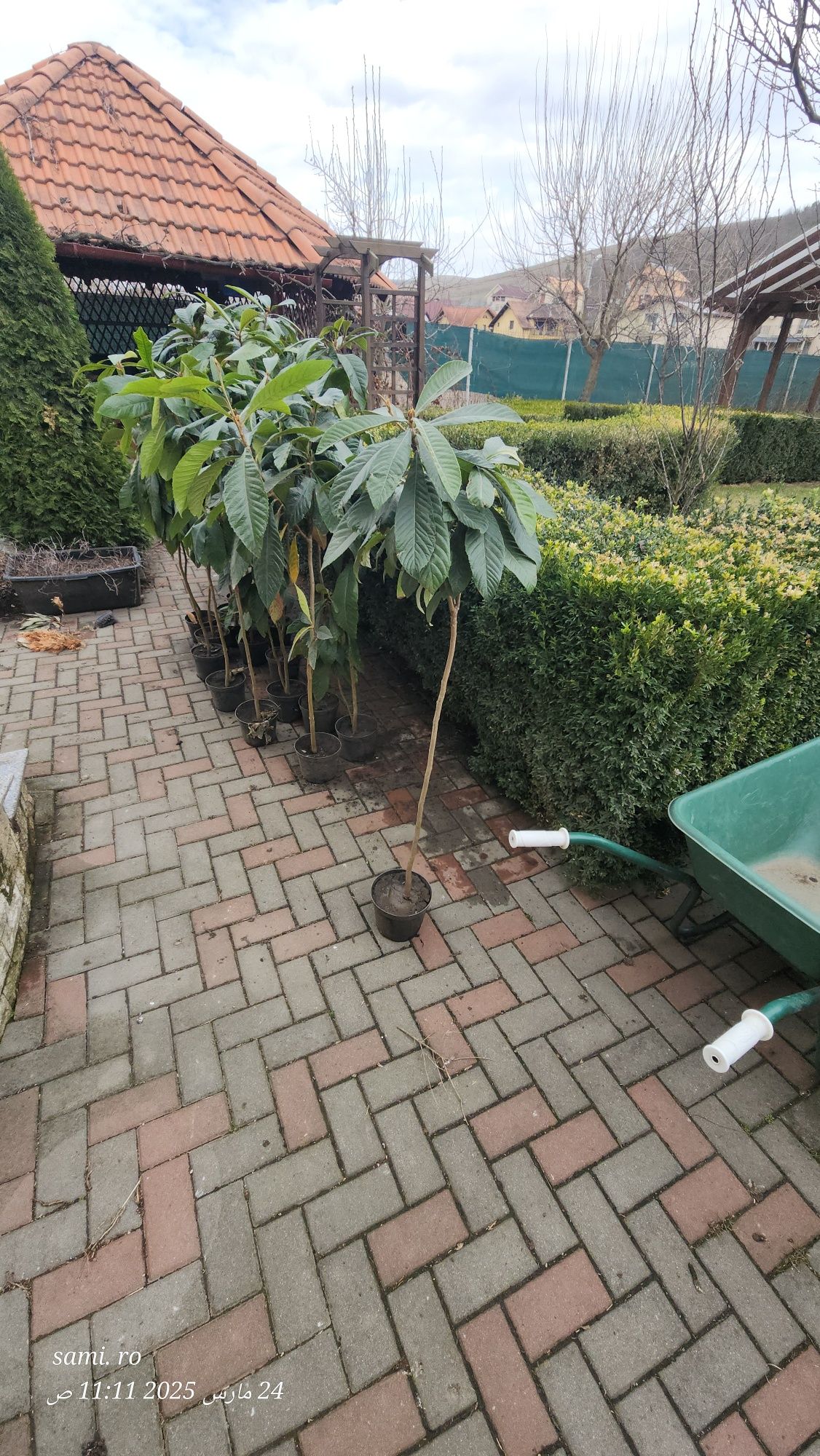 Moșmon japonez în ghiveci