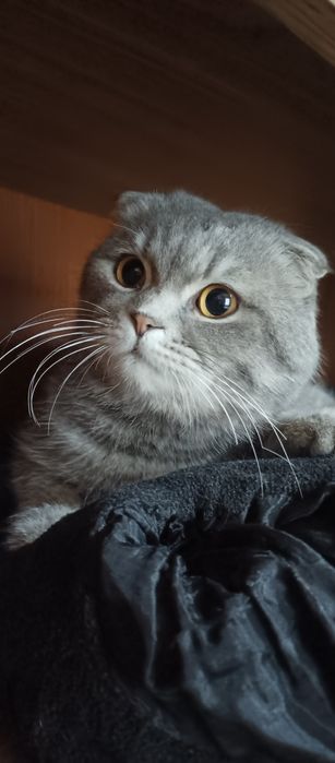 Skottish fold sotiladi erkak