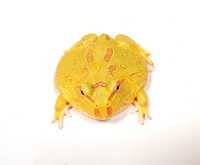 Рогата жаба Pac-man
