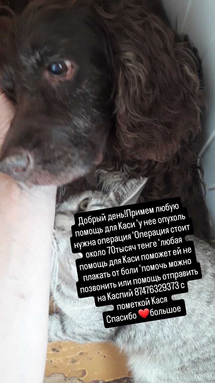 Помочь Каси оплатить операцию