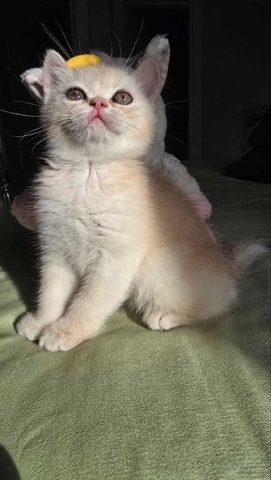 Продаётся котенки шиншиллы, приученные к лотку