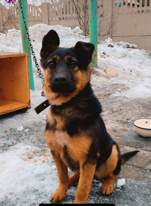 Отдам даром 3 собаки в связи с аллергией ,3 девочки ,