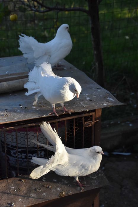 Гълъби - бели фенерлии